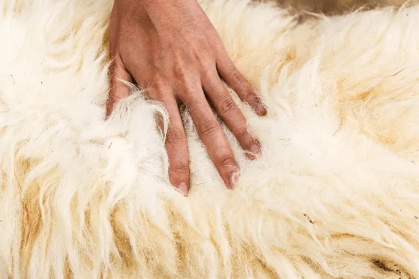 Could Your Carpet Be Making You Sneeze?